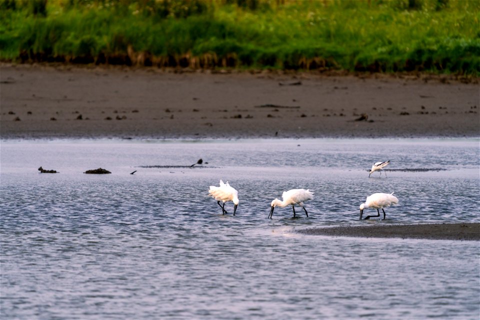 Breakfast with the Spoonbills