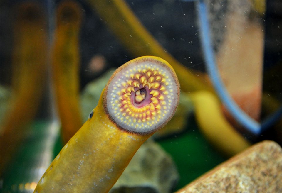 Duluth Boat Show - Sea Lamprey Booth