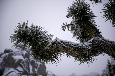 Snow on a Joshua tree photo