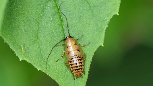 Ectobius vittiventris (Bernstein-Waldschabe), Nymphe