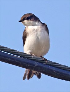 661 - TREE SWALLOW (09-07-2022) yontockert beach access, del norte co, ca -01