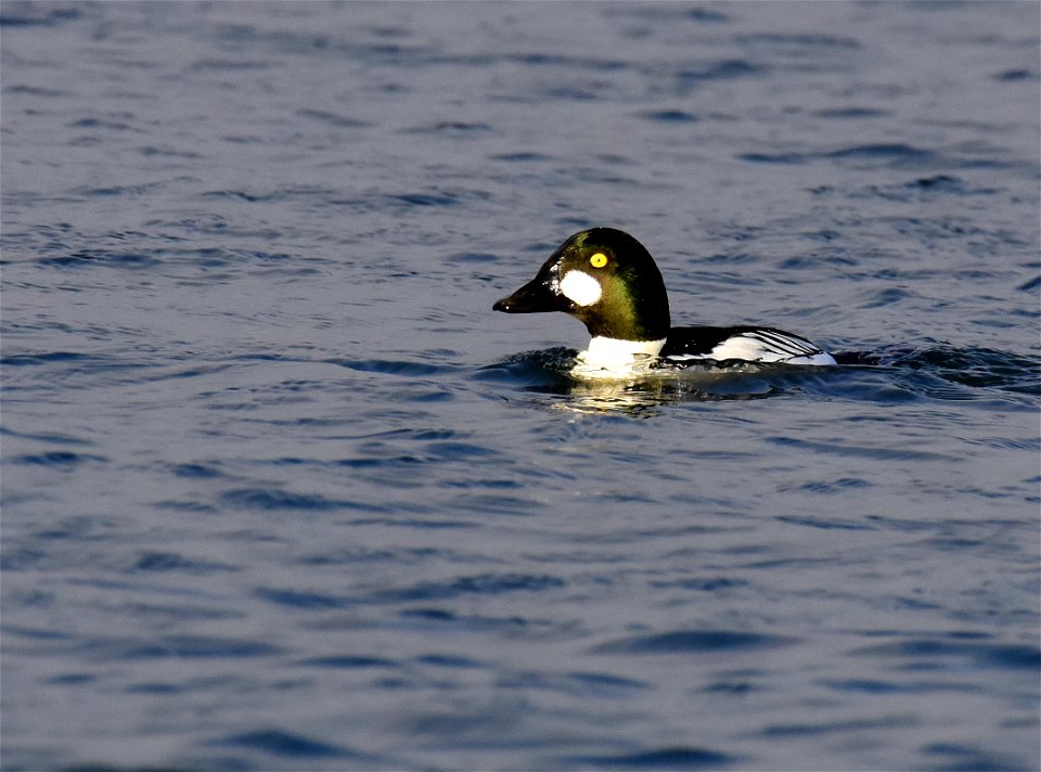 Common goldeneye at Seedskadee National Wildlife Refuge