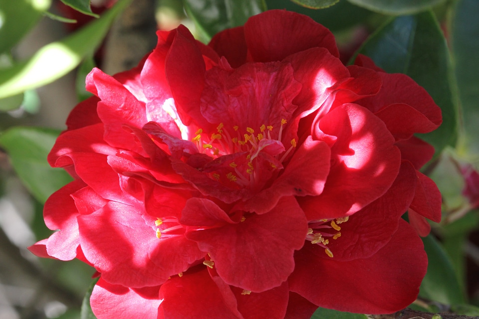 Blossom bloom petal