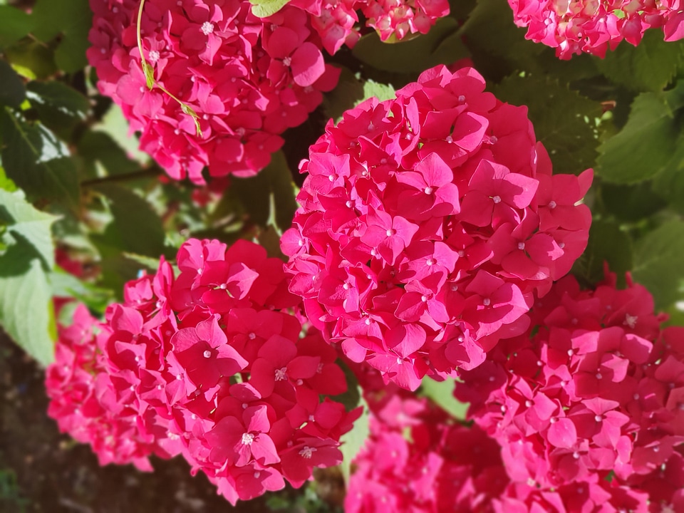Nature flowers floral