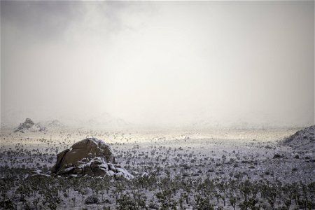 Snow over a field of Joshua tree under cloudy skies