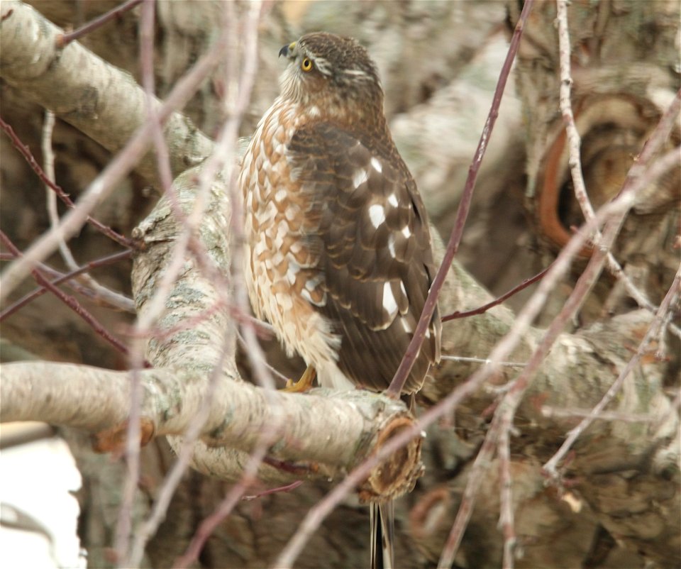 Immature Sharp-shinned Hawk Huron Wetland Management District