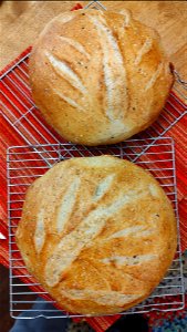 Fresh sourdough bread loaves on cooling racks photo