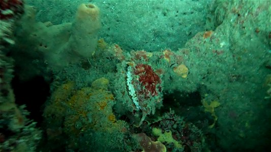 Clamming up Diving Tayrona National Park from Taganga Colombia