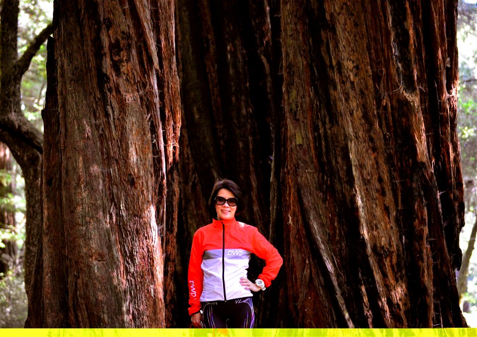 Giant redwood， The redwood National and State parks，California