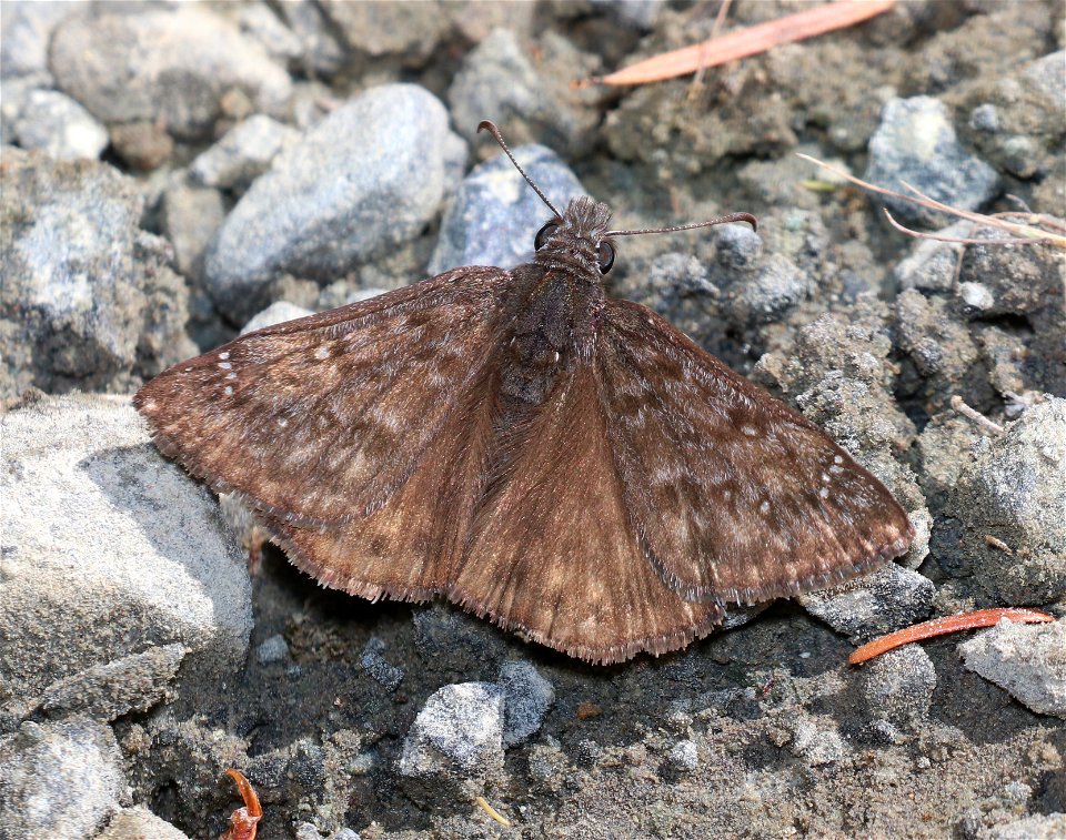 DUSKYWING, PERSIUS (Erynnis persius) (6-3-2021) low divide road, del norte co, ca (2)