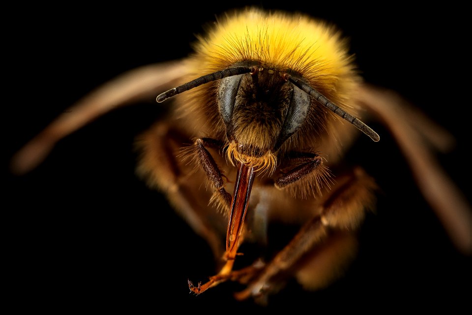 Bombus pratorum, m, face, G. Barendrecht, Netherlands_2022-01-06-16.29.31 ZS PMax UDR copy