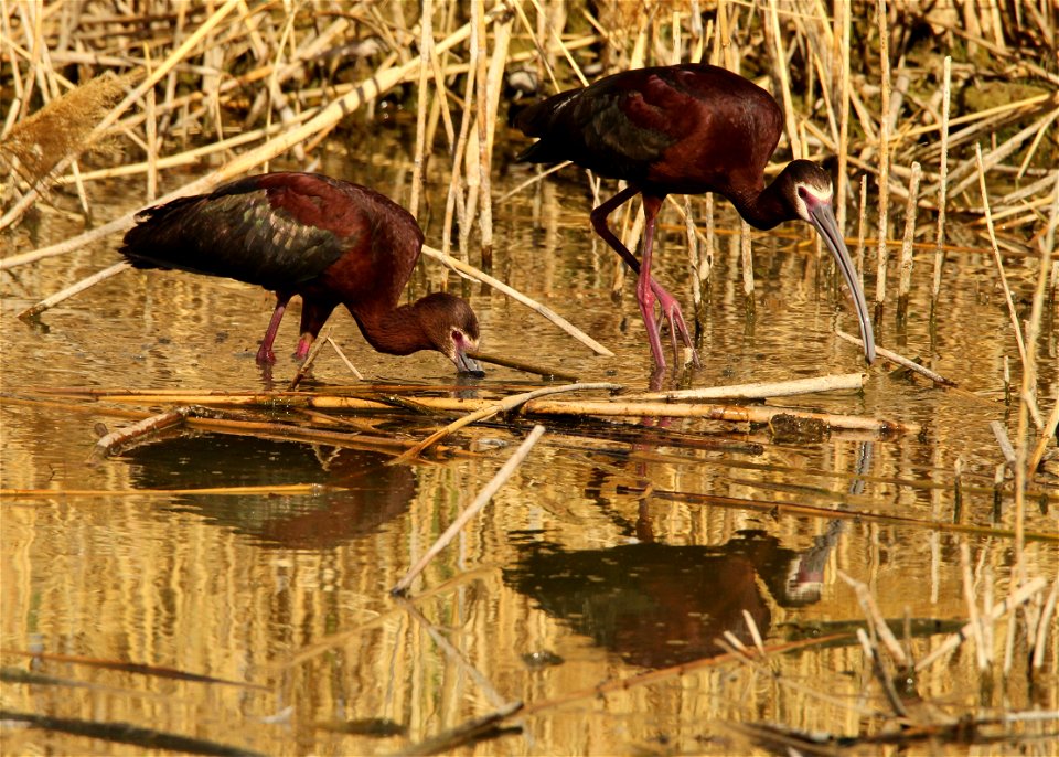 White-Faced Ibis Bear River Migratory Bird Refuge