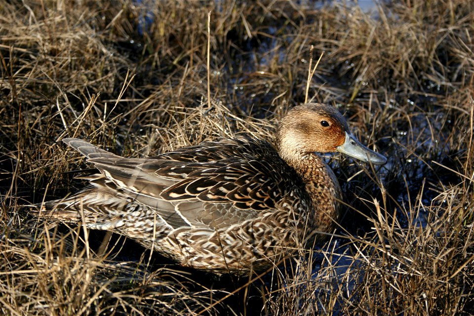 Female pintail duck photo