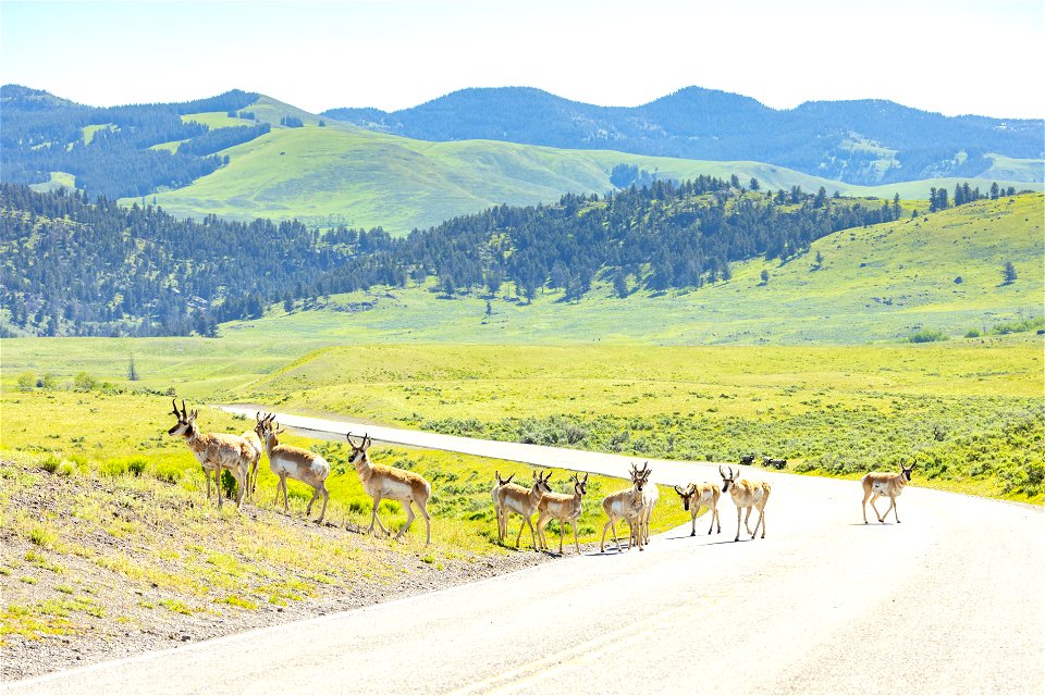 pronghorn in the road in Lamar Valley (2)