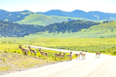 pronghorn in the road in Lamar Valley (2) photo
