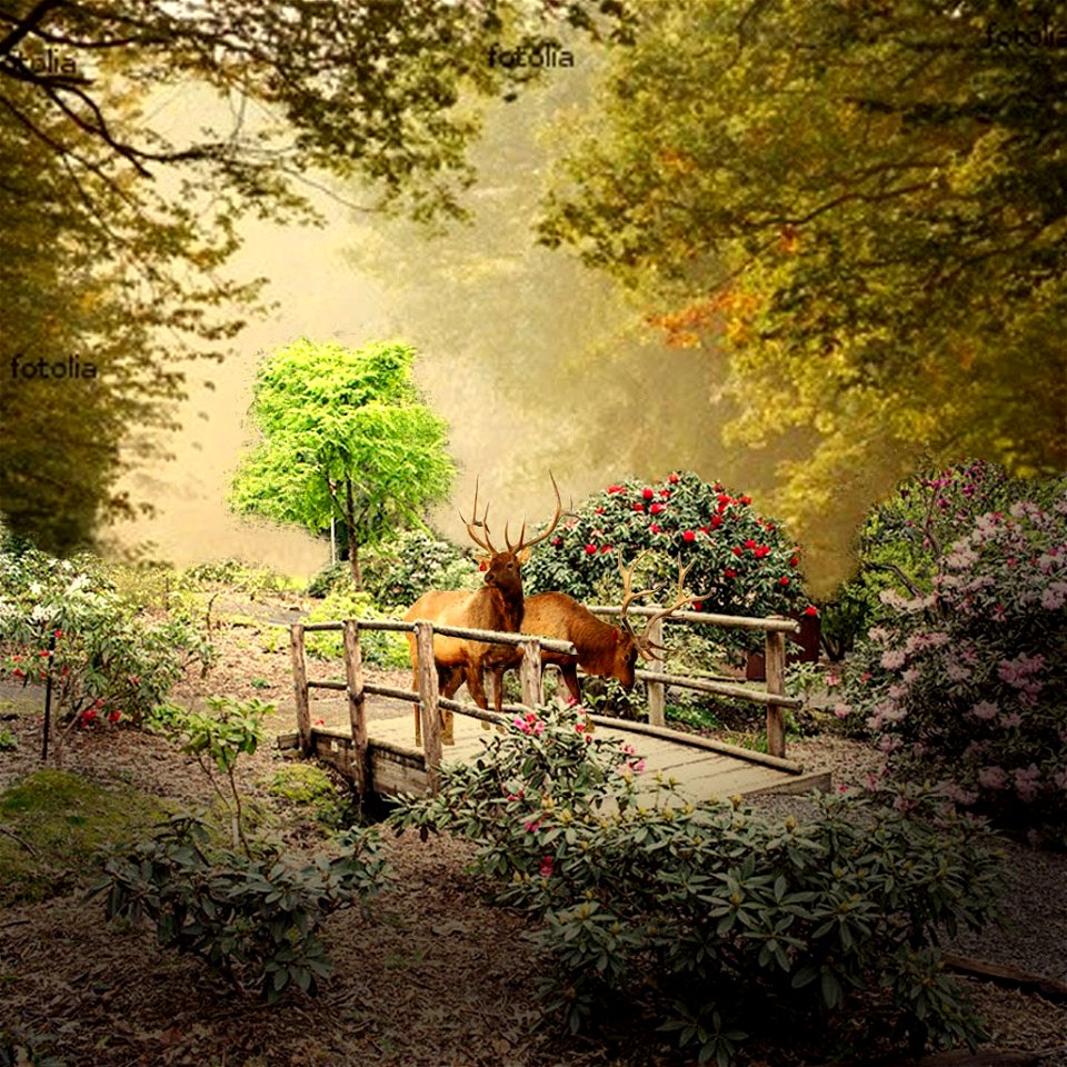 Deer on the bridge