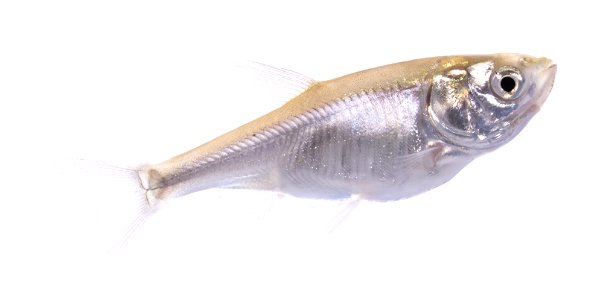 Silver Carp (Hypophthalmichthys molitrix), Juvenile (6) photo