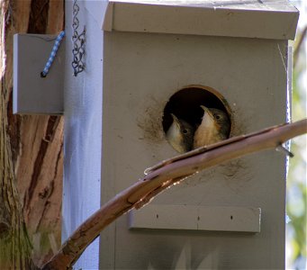 White-throated treecreeper chicks in nesting box