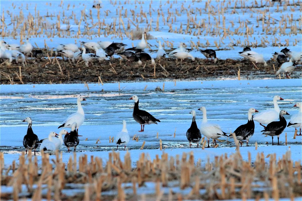 Snow Geese at Sunset Huron Wetland Management District