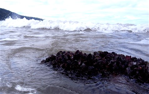 Muscles, Surf, Clovelly, Devon, UK