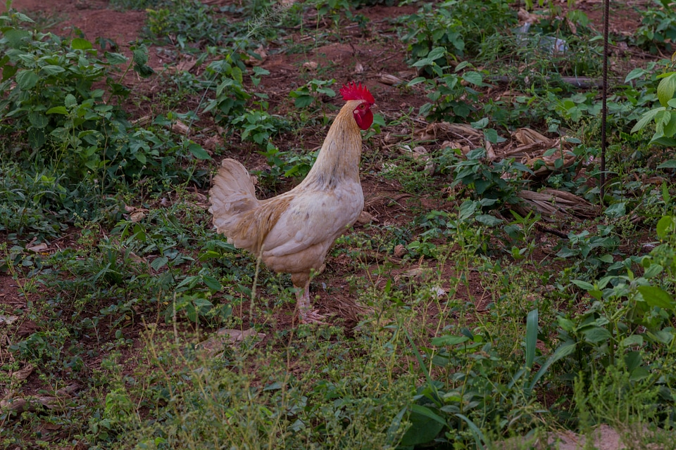 Animal chicken poultry