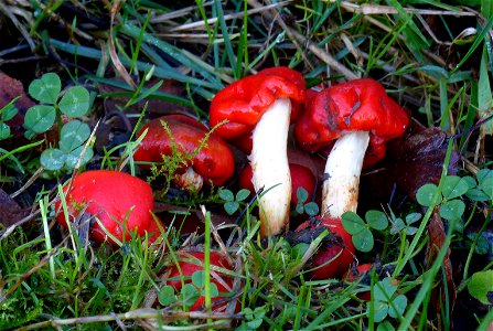 Scarlet pouch (Weraroa erythrocephala) photo