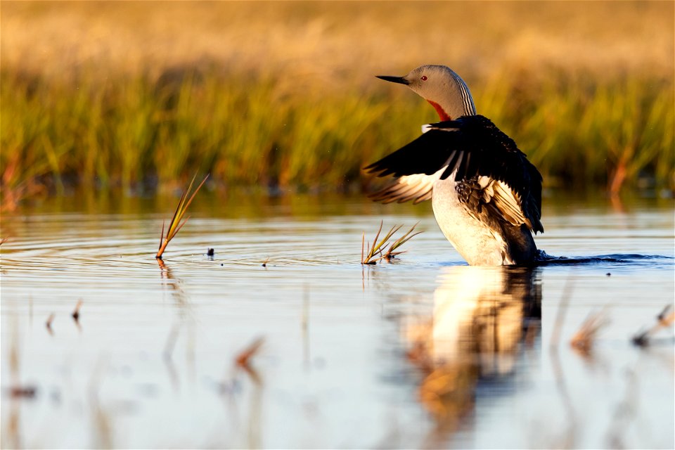 Red-throated loon