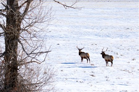 Two Bull Elk Pause Look Back