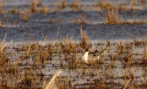 Pintail Drake Huron Wetland Management District