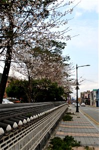 Chuncheon Spring 2023