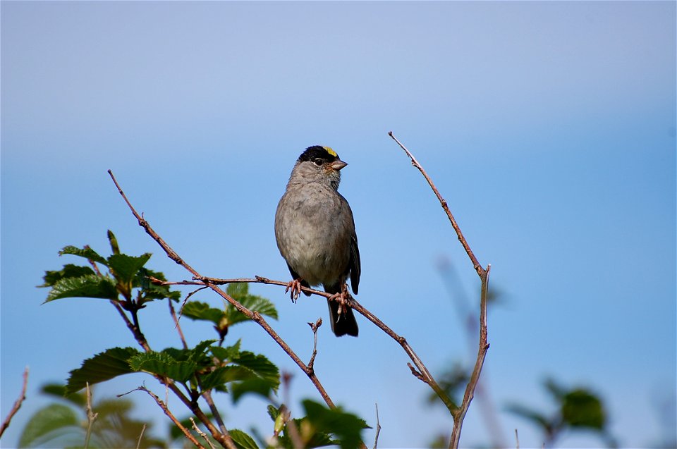 Golden-crowned Sparrow