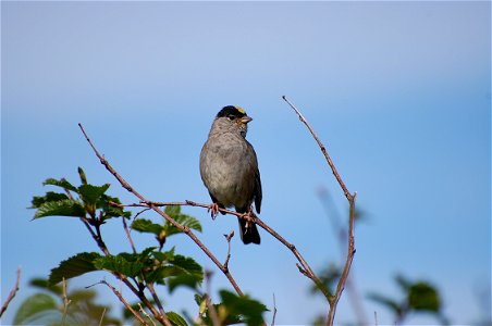 Golden-crowned Sparrow photo