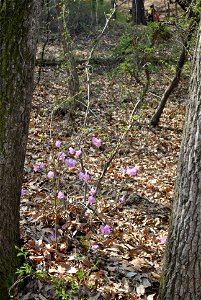Younginsan Park Spring 2023