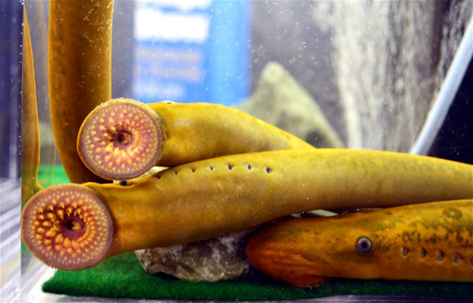 Duluth Boat Show - Sea Lamprey Booth