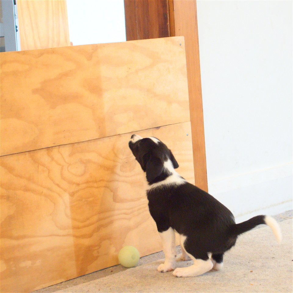 _C134582-zoe-determined-tail