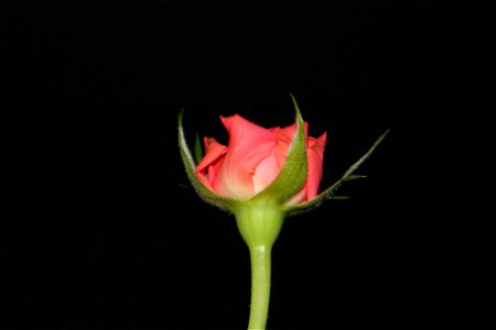 trandfmic_timelps2011_1108_202059