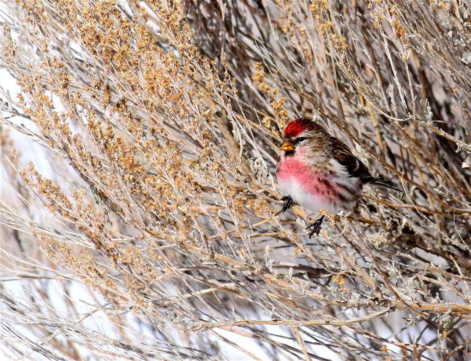 Common redpoll at Seedskadee National Wildlife Refuge