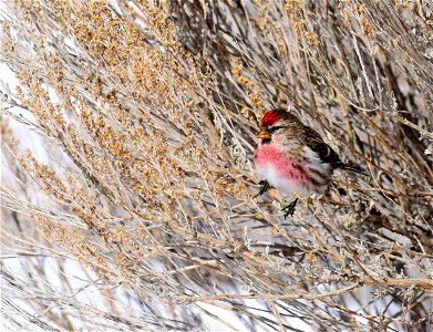 Common redpoll at Seedskadee National Wildlife Refuge