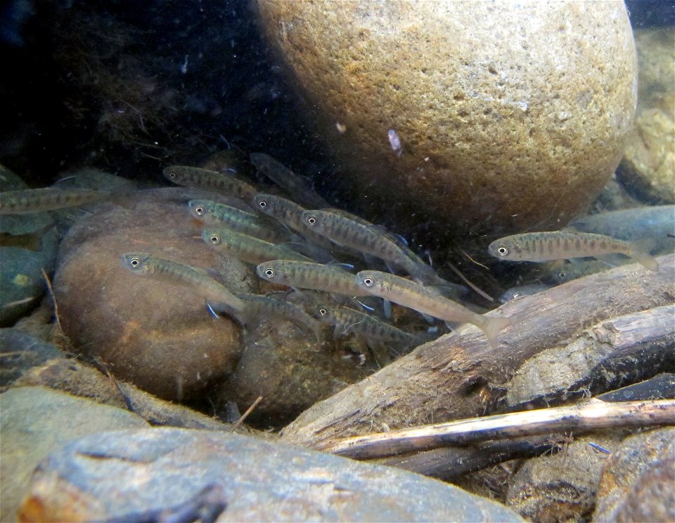 Caswell Lake Outlet juvenile salmonids photo