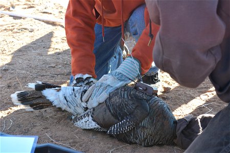 Assisting with wild turkey research Utah