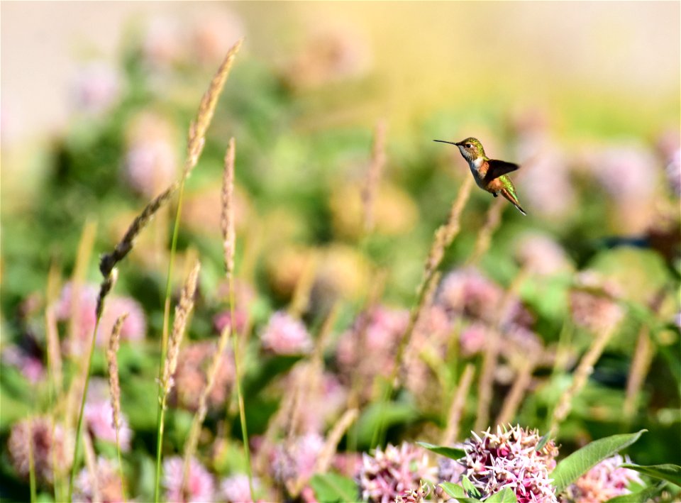 Rufous hummingbird at Seedskadee National Wildlife Refuge
