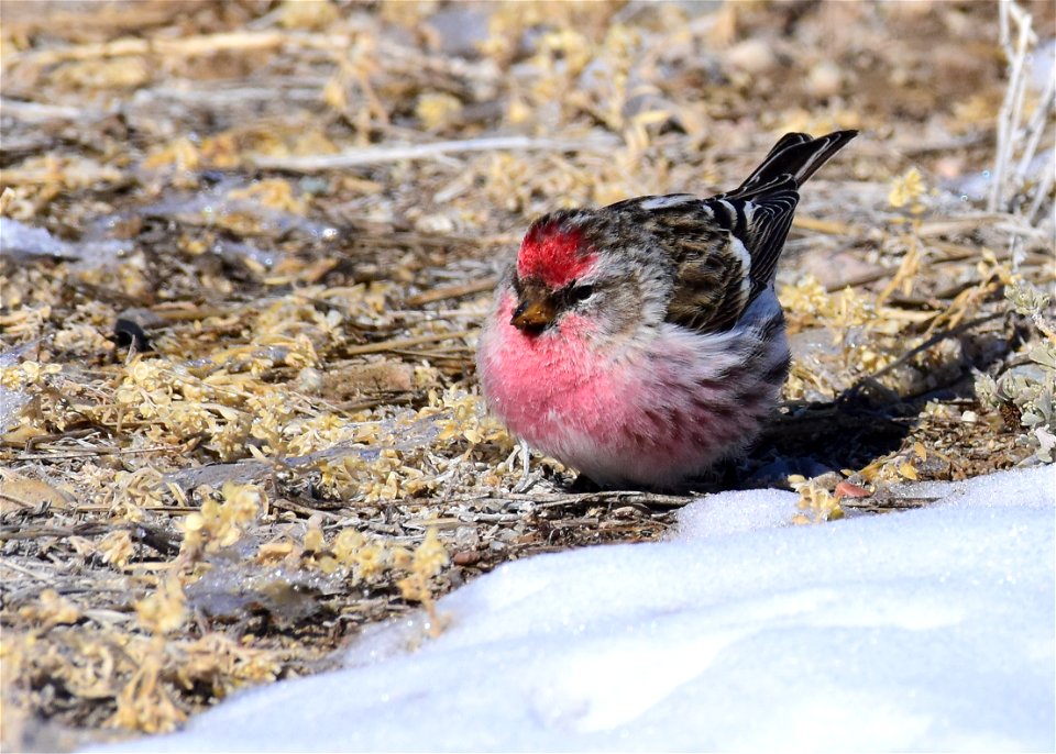 Common redpoll at Seedskadee National Wildlife Refuge