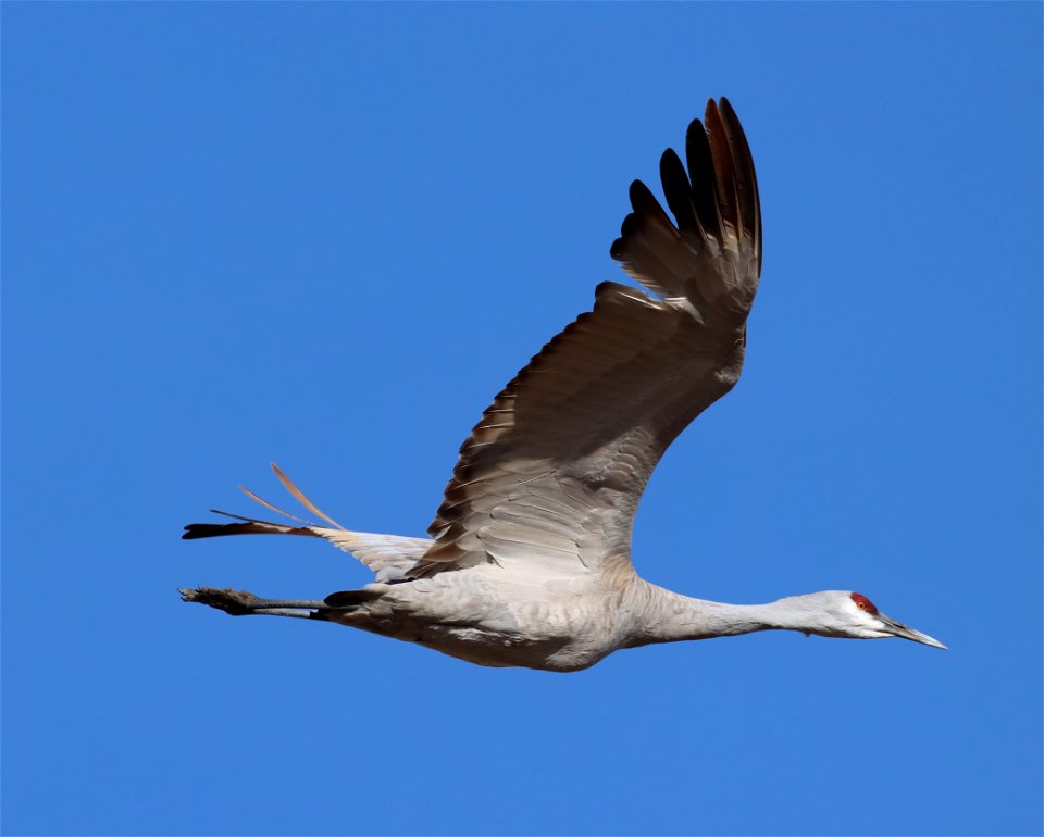 Sandhill Crane Huron Wetland Management District South Dakota photo