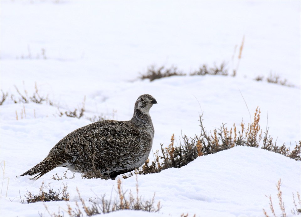 Greater sage-grouse on Seedskadee National Wildlife Refuge