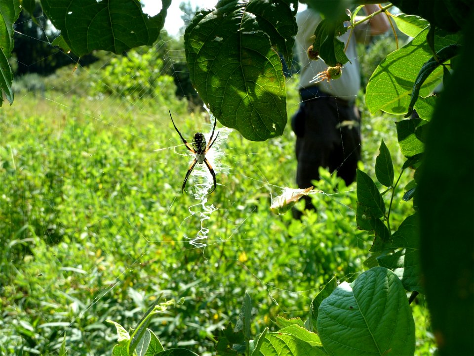 Argiope Spider photo