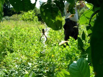 Argiope Spider photo