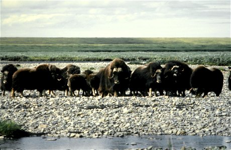 Muskoxen on Arctic National Wildlife Refuge photo