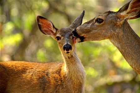 Mom cleaning eye googies (3/3)