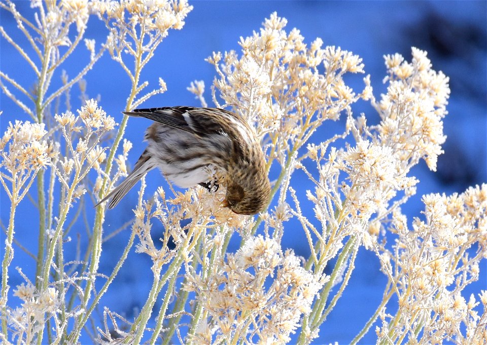 Common redpoll at Seedskadee National Wildlife Refuge