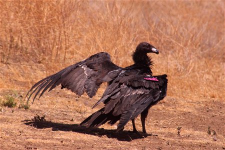 Condor #846 photo